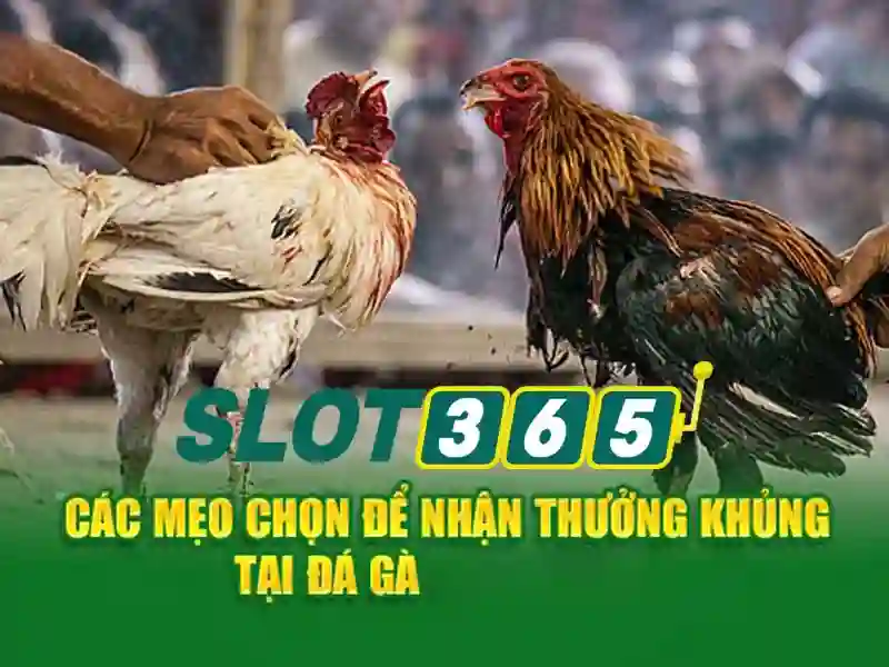 Slot365: Khám phá sân chơi slot trực tuyến an toàn và thú vị