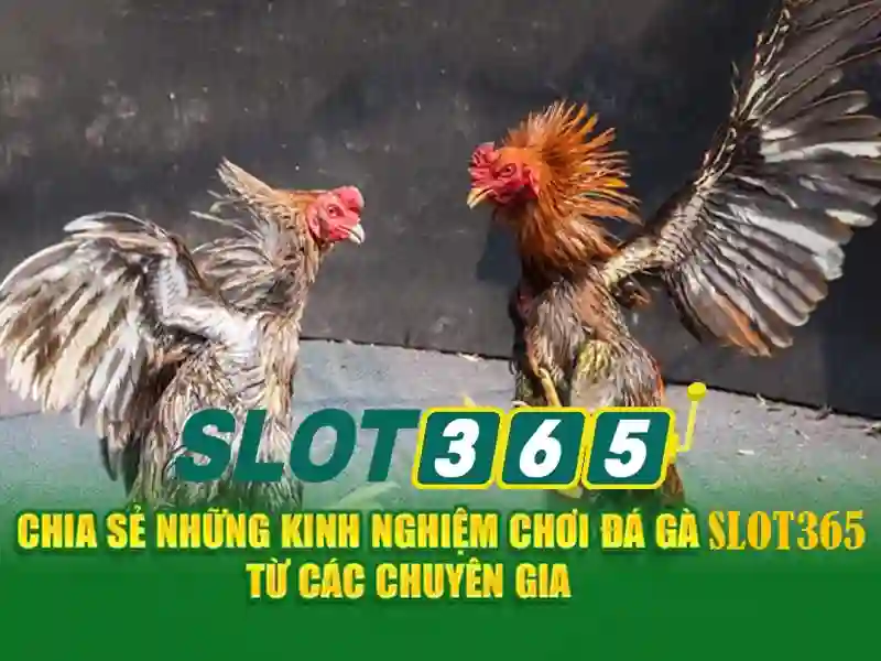 Hỗ trợ khách hàng 24/7