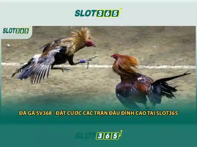 Slot365 là gì và tại sao được yêu thích