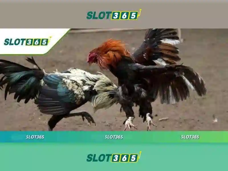 Dang nhap Slot365 phan tich bien dong RTP