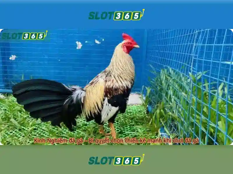 Slot365 và sự nổi bật trong thế giới khe cắm